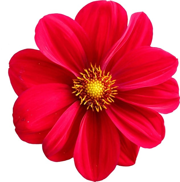 dahlia-191197_640.jpg