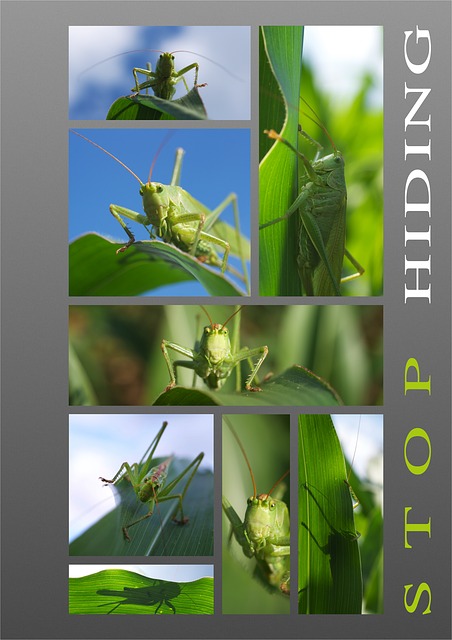 Free Grasshopper Grill illustration and picture