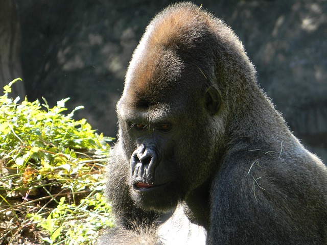 Free Gorilla Silverback photo and picture