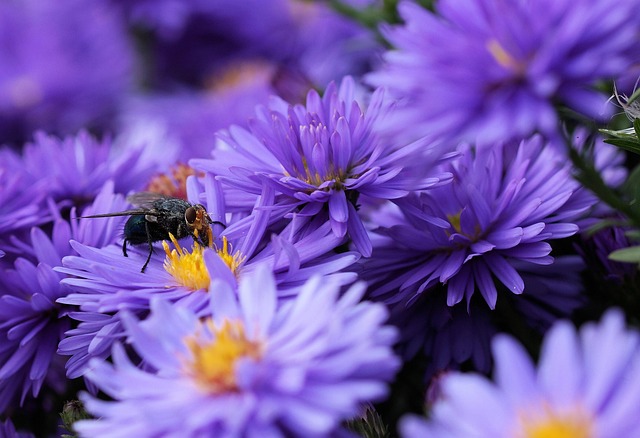 Free Bluebottle Flower photo and picture