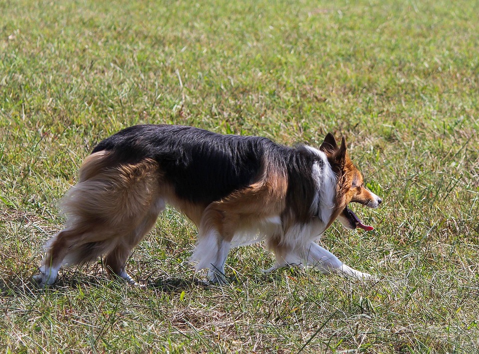 Risultati immagini per cane stalking