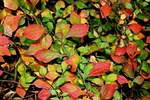 ground cover, leaves, greens