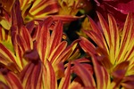 petals, flowers, mums