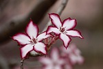 flower, impala lily, floral