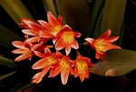 boslelie, lily, tubuler