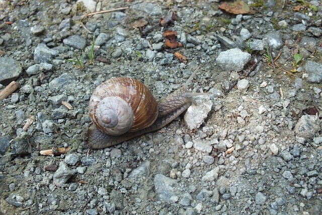 Schnecke, Schneckenhaus, Tier, Natur