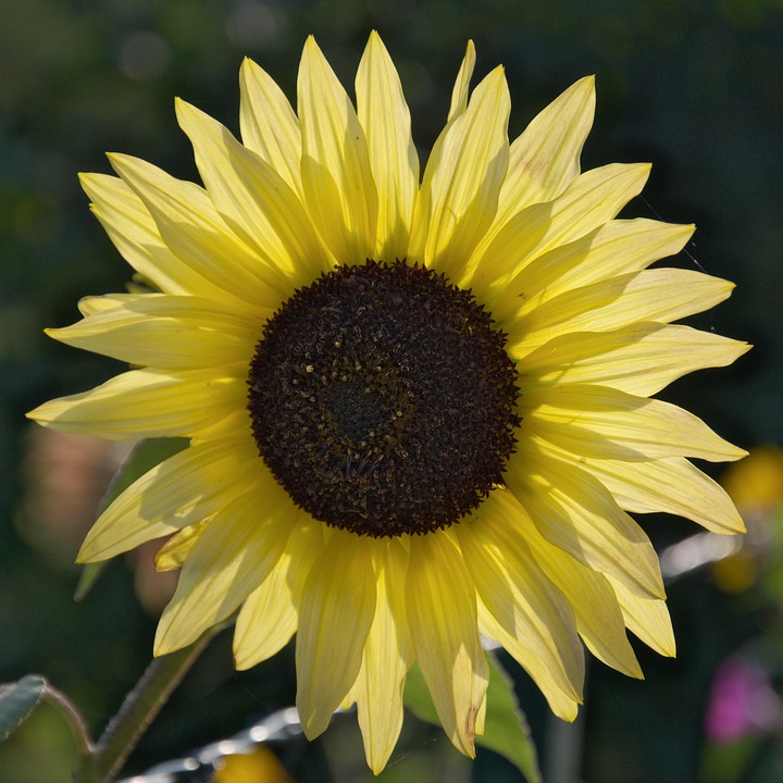 Sunflower Flower Yellow - Free photo on Pixabay - Pixabay