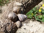 snails, snail, branch