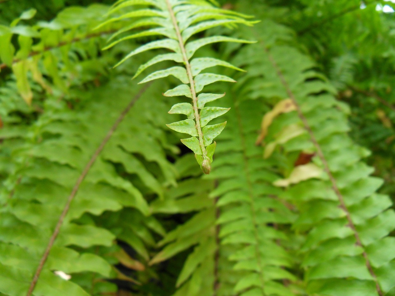 Free Plant Wipes photo and picture