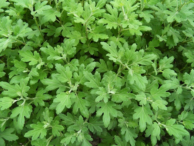 Free Plant Wipes photo and picture