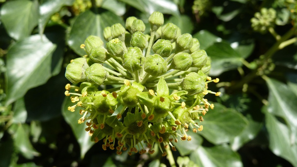 Ivy Blossom Bloom · Free photo on Pixabay