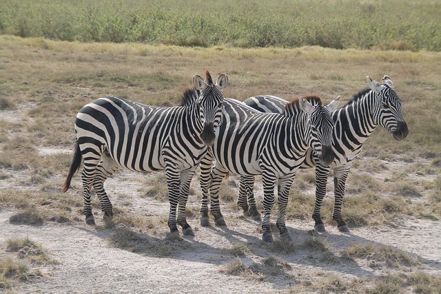 Free Zebra Afria photo and picture