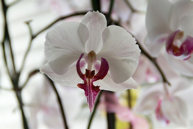 Free Flower Flower Wallpaper photo and picture