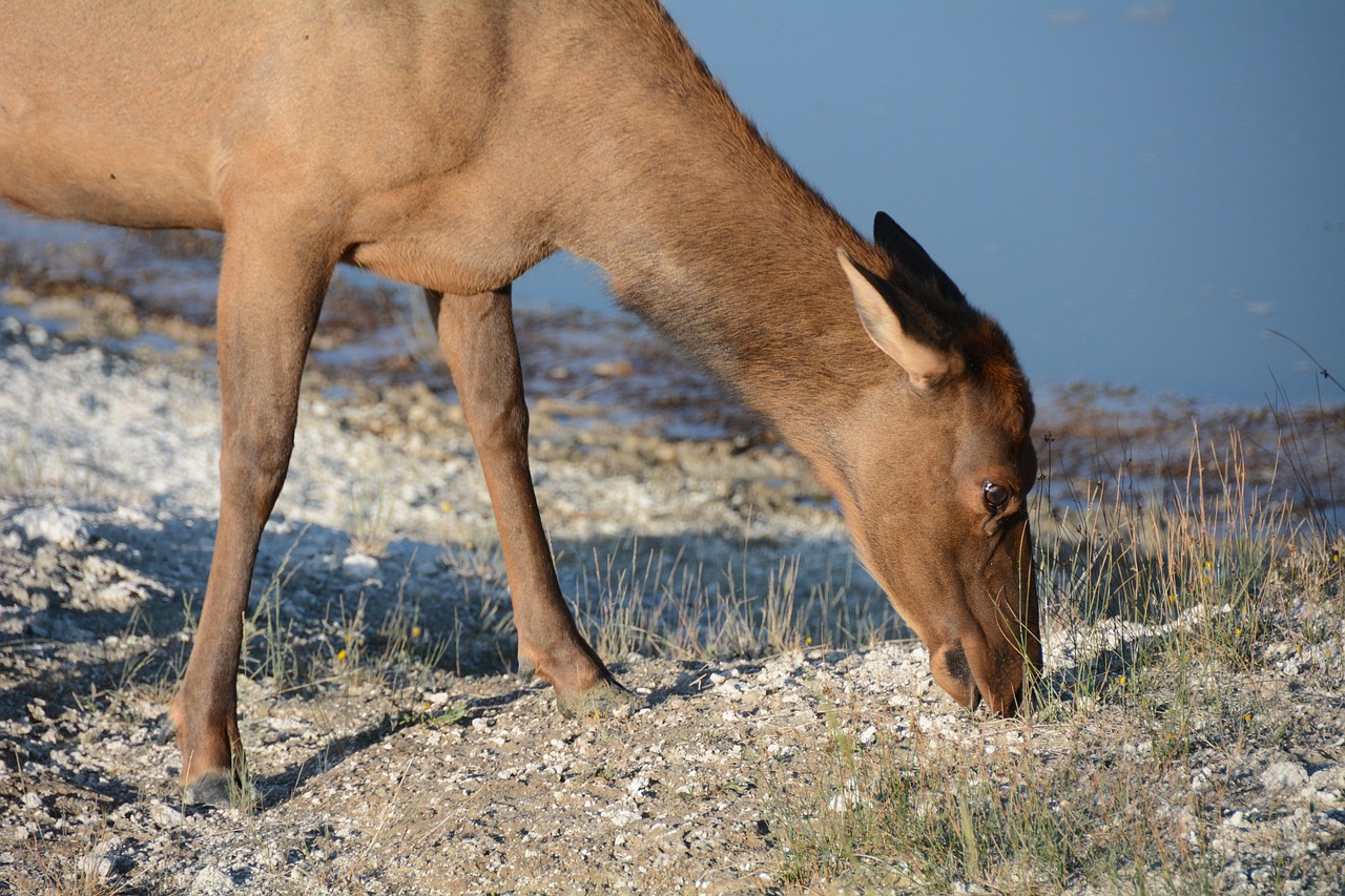 Download free HD stock image of Elk Female Free Elk Female photo and picture