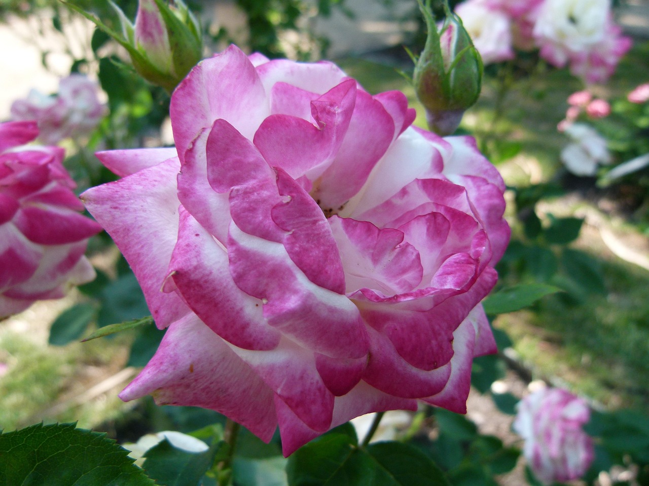 Rose Color De Rosa Naturaleza - Foto gratis en Pixabay - Pixabay