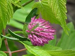 flower, bloom, pink