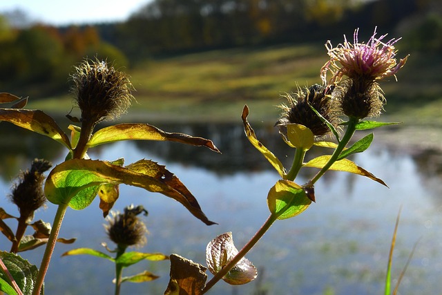Natureza, Plantar, Macro