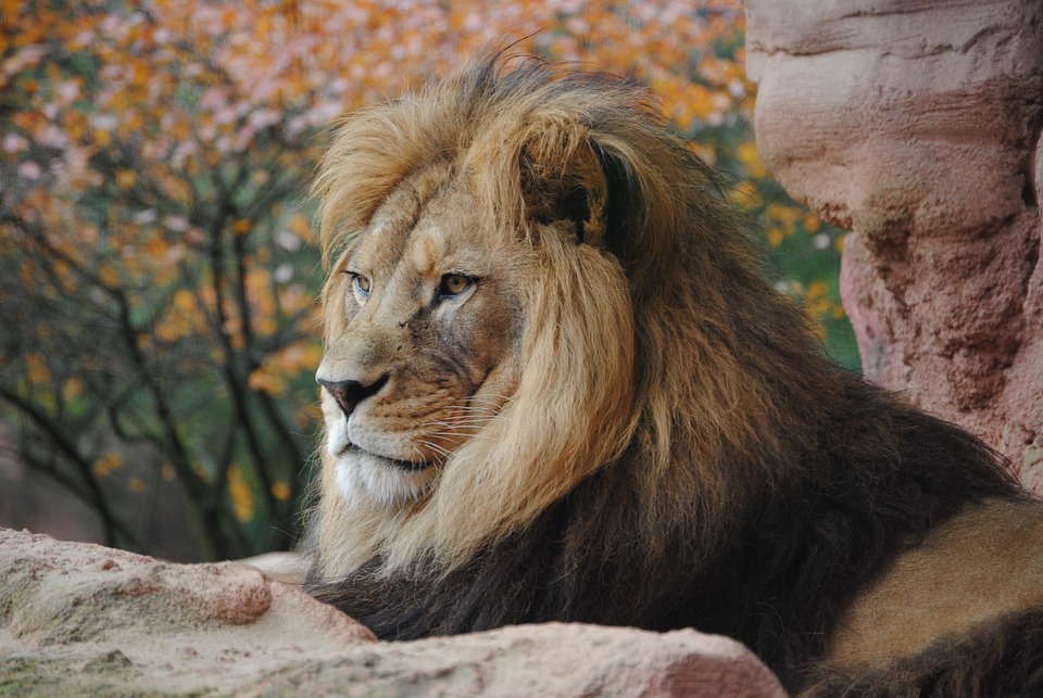 Lion R Wild Animal - Free photo on Pixabay