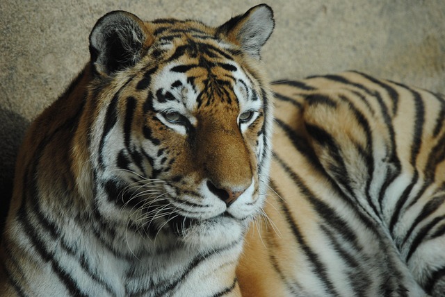 Tigre, Animal Salvaje, Zoo, Salvaje