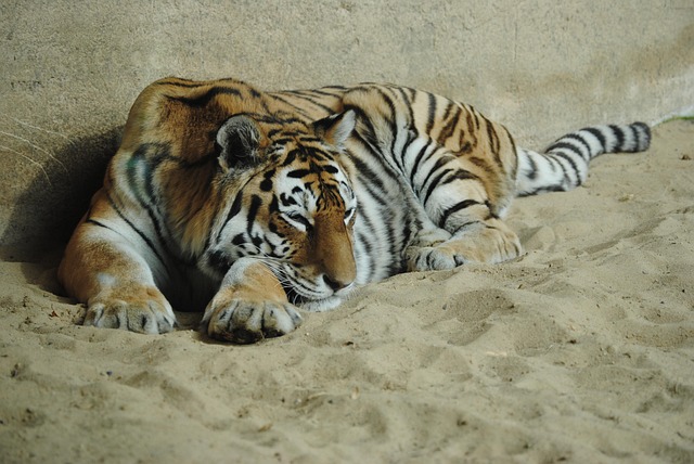 Tigre, Zoo, Animal Salvaje, Salvaje