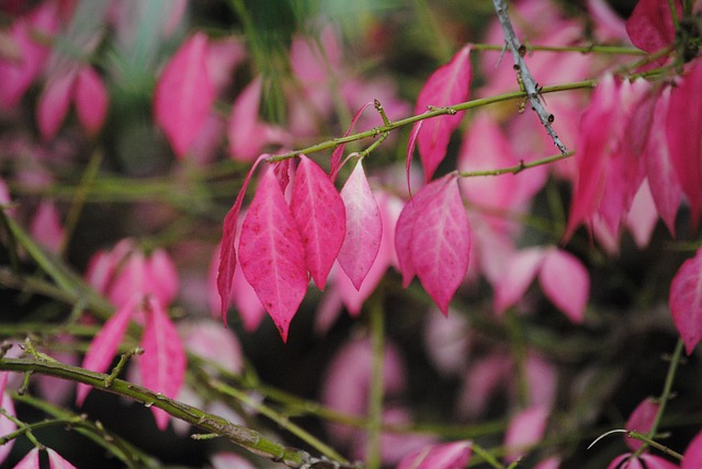 Sale De, Naturaleza, Otoño