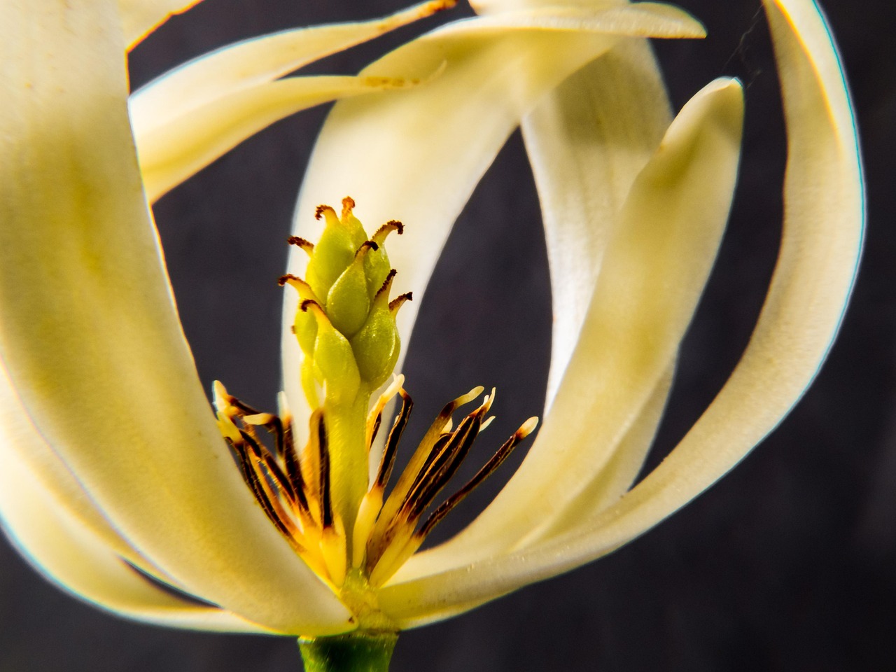 Flower - free online jigsaw puzzle photo