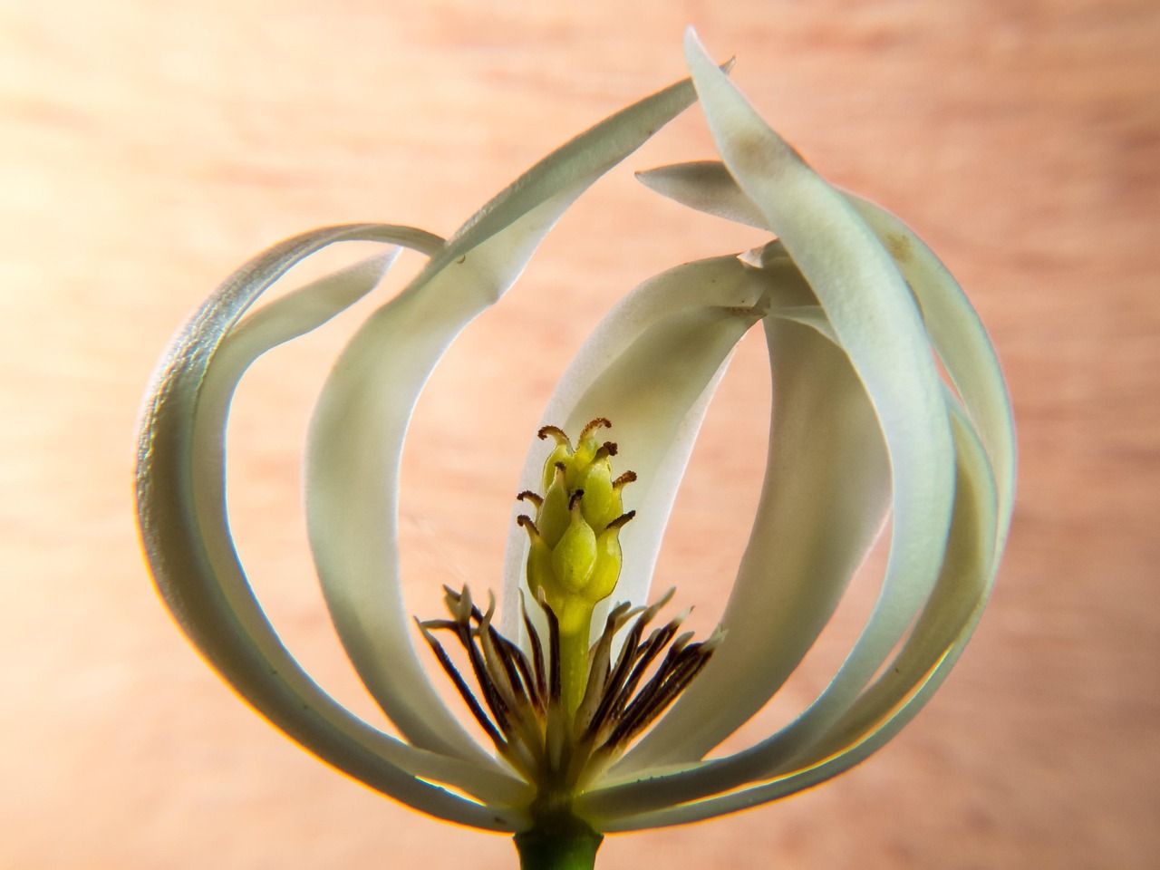Flower - free online jigsaw puzzle photo