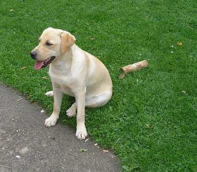 Hond, Labrador Retriever, Dier, Glimlach