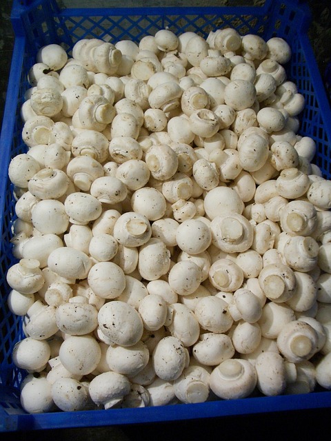 Free Mushrooms Masters photo and picture