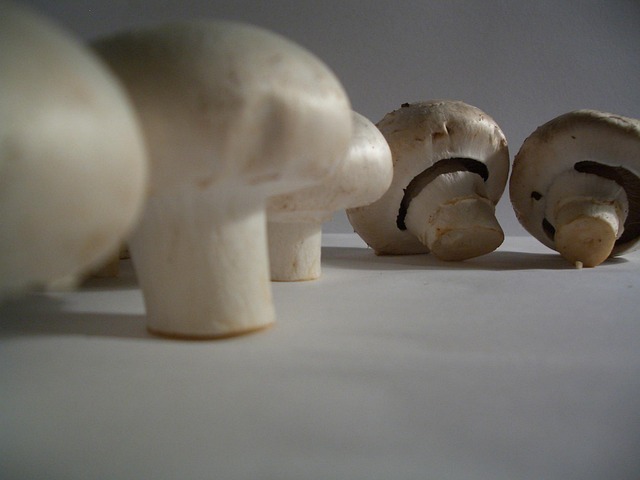 Free Mushrooms Agaricus photo and picture
