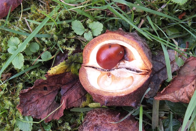 Herbst, Jahreszeiten, Kastanie, Garten