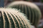 cactus, cactaceae, echinocactus grusonii