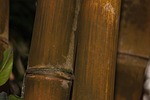 dendrocalamus giganteus, bamboo, giant bamboo