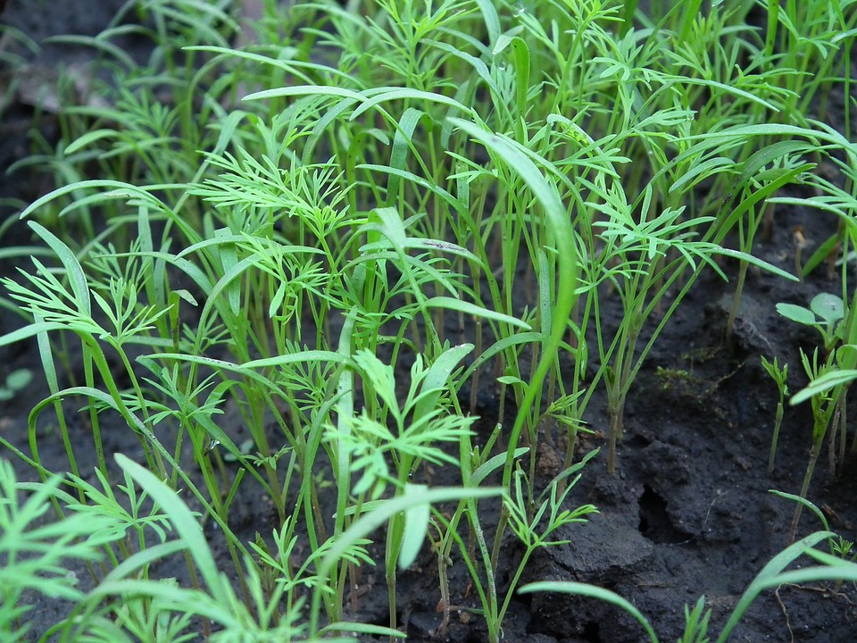 Dill, Spices, Seedlings, Rostock, Garden