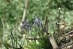 blue, flowers, bluebell