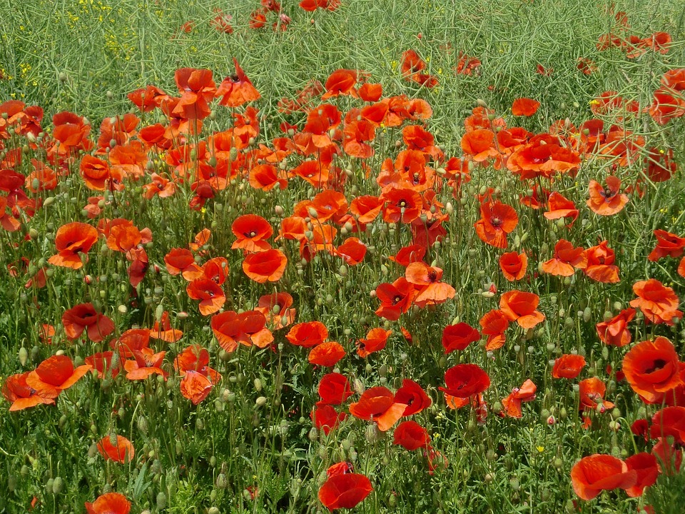 Poppies Field Red Poppy Summer · Free photo on Pixabay