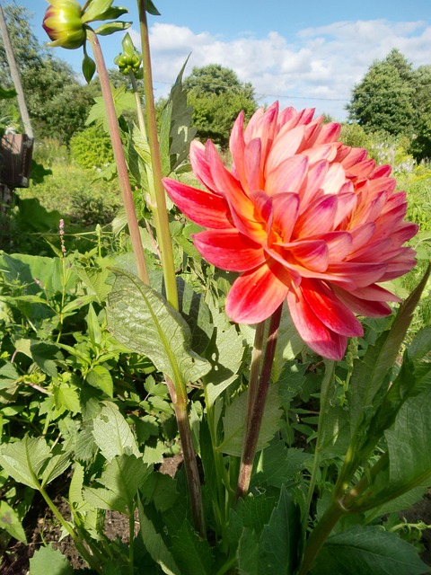 Free Flower Original photo and picture