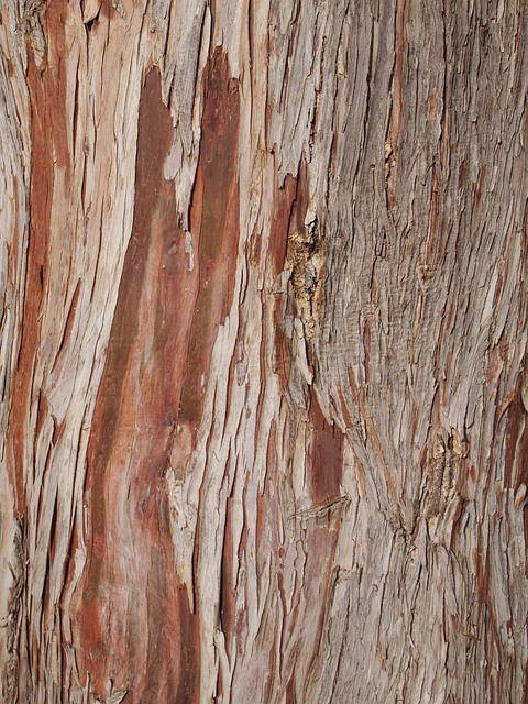 Free Tree Cortex photo and picture