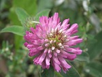 flower, pink, clover