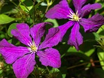 prune, clematis, jackmanii