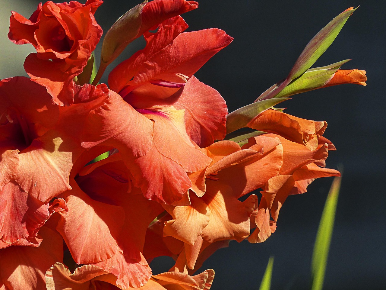 剑兰 剑花 Iridaceae - Pixabay上的免费照片 - Pixabay