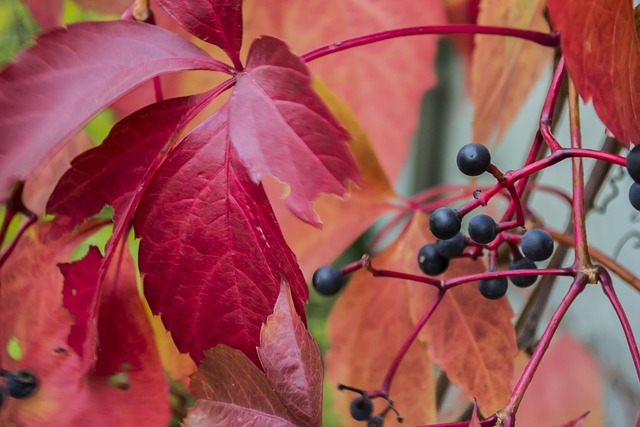 Free Autumn Foliage photo and picture
