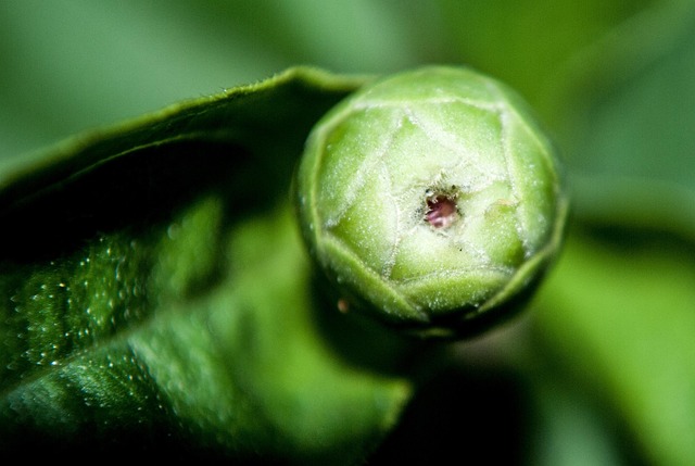 Free Flower Garden photo and picture
