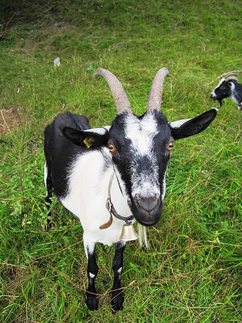 Free Goat Nature photo and picture