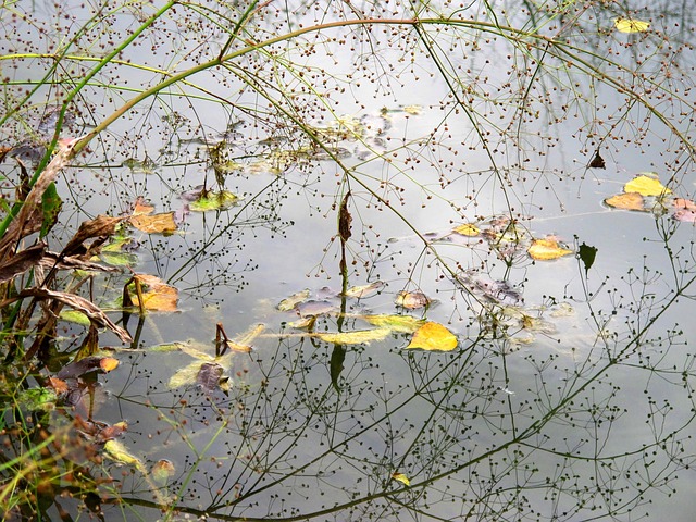 Free Water Nature photo and picture