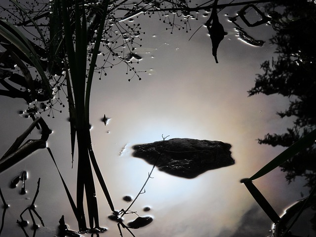 Free Water Nature photo and picture