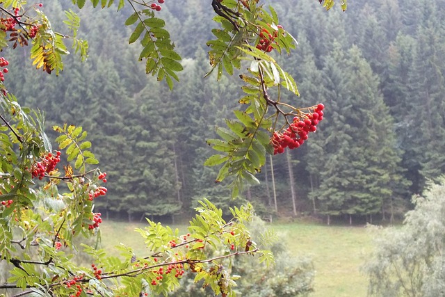 Vogelbeeren, Herbstwetter, Beeren, Natur
