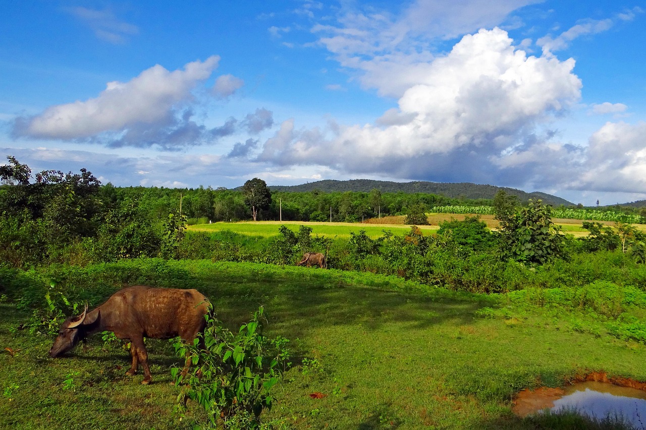 Buffalo - free online jigsaw puzzle photo