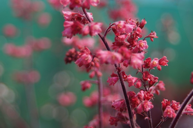 Free Flower Bokeh photo and picture