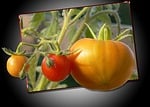 tomatoes, yellow, red
